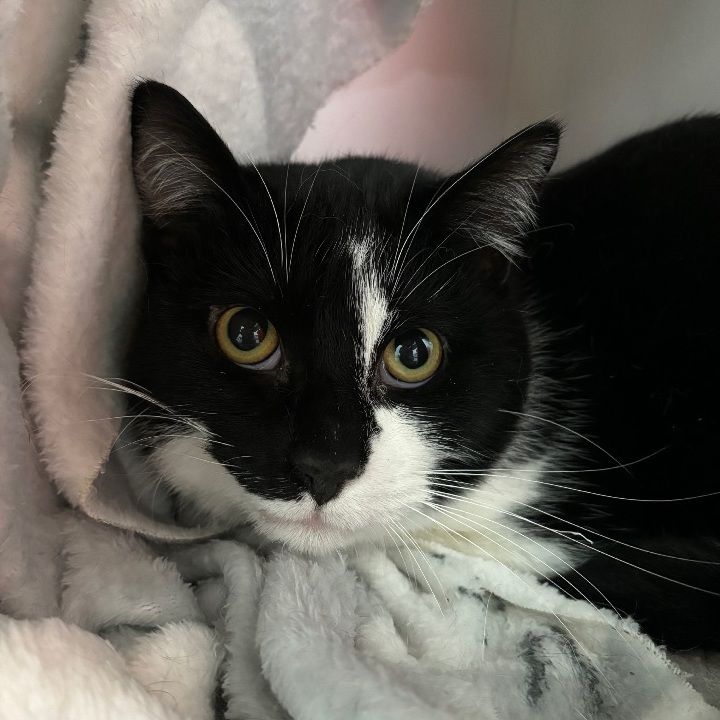 Finley, a Adoptable Domestic Short Hair in Richland Center, WI image 1/4