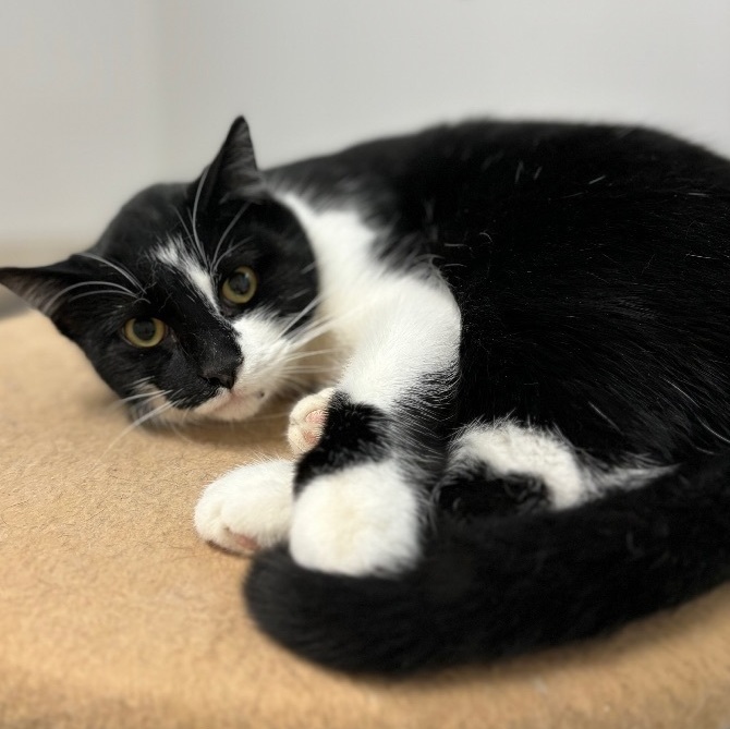 Finley, a Adoptable Domestic Short Hair in Richland Center, WI image 4/4