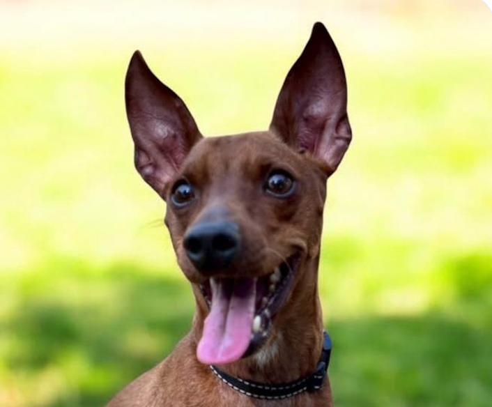 Binny, ADOPTABLE, Adult Male Miniature Pinscher.