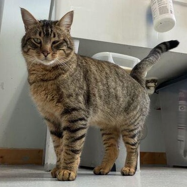 Enlarge Jelly Roll Whiskers, a Adoptable mixed breed in Driggs, ID image 2/3