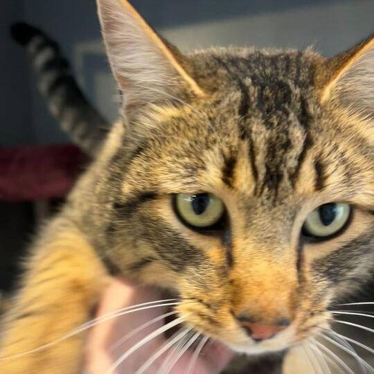 Enlarge Jelly Roll Whiskers, a Adoptable mixed breed in Driggs, ID image 1/3