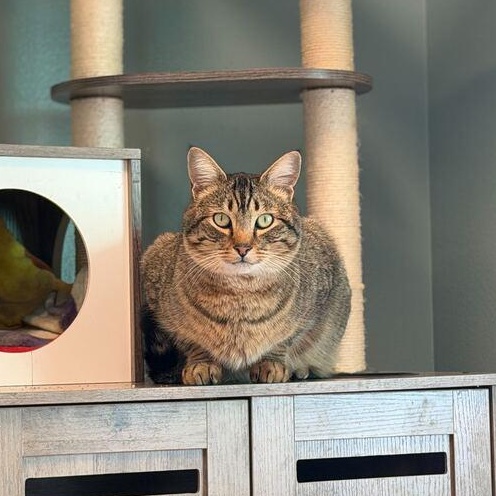 Enlarge Jelly Roll Whiskers, a Adoptable mixed breed in Driggs, ID image 1/4