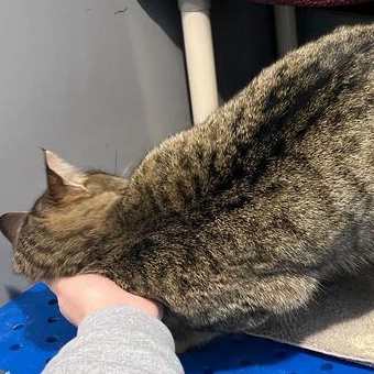 Enlarge Jelly Roll Whiskers, a Adoptable mixed breed in Driggs, ID image 3/3