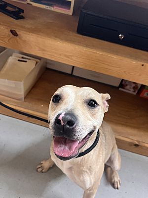 Kanga, an adoptable Pit Bull Terrier in Hibbing, MN_image-1