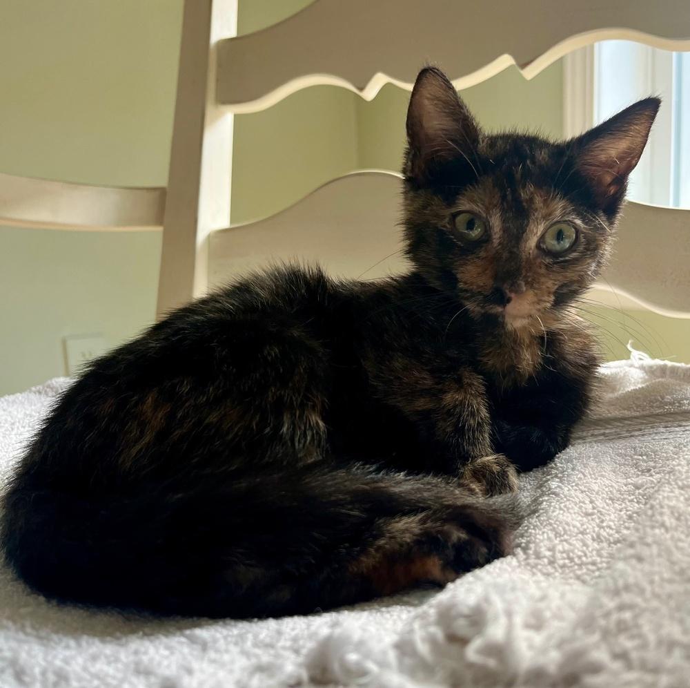 Jaclyn, Adoptable, Kitten Female Domestic Long Hair.