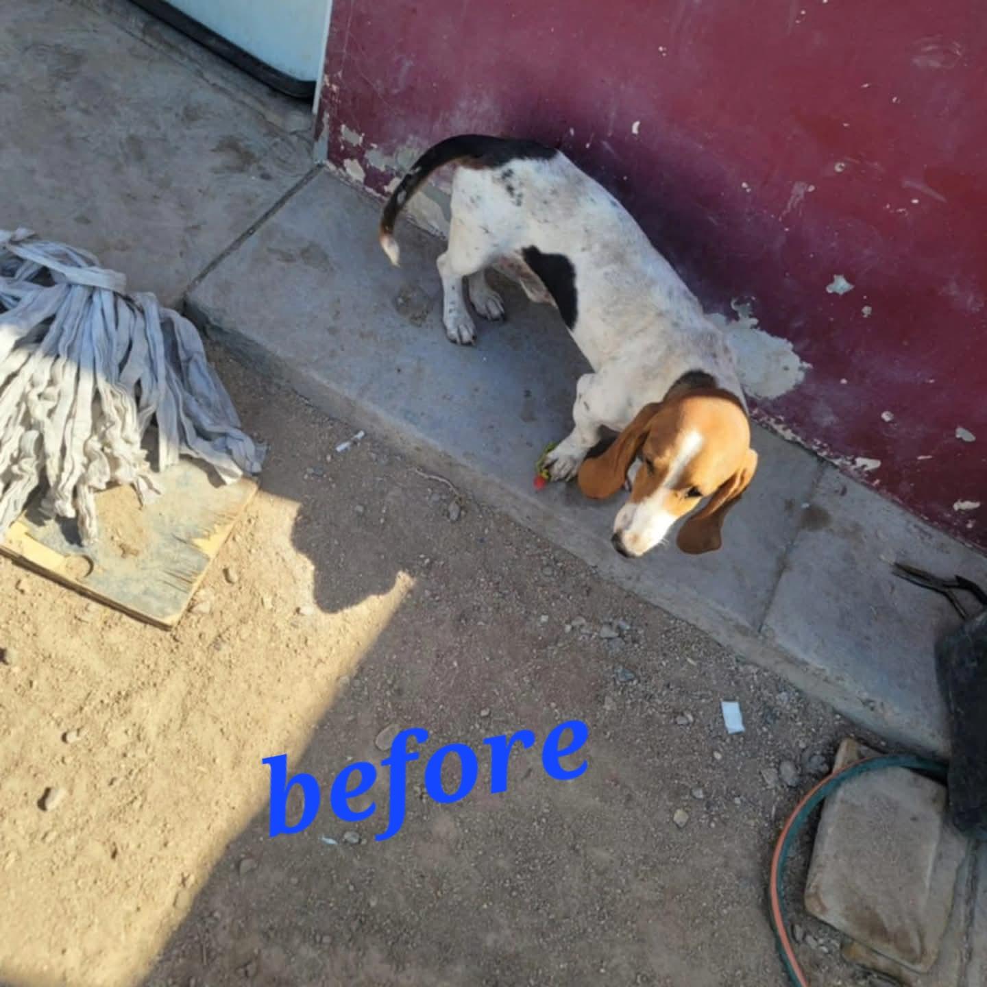 Igor, a Adopted Basset Hound in Santa Monica, CA image 2/5