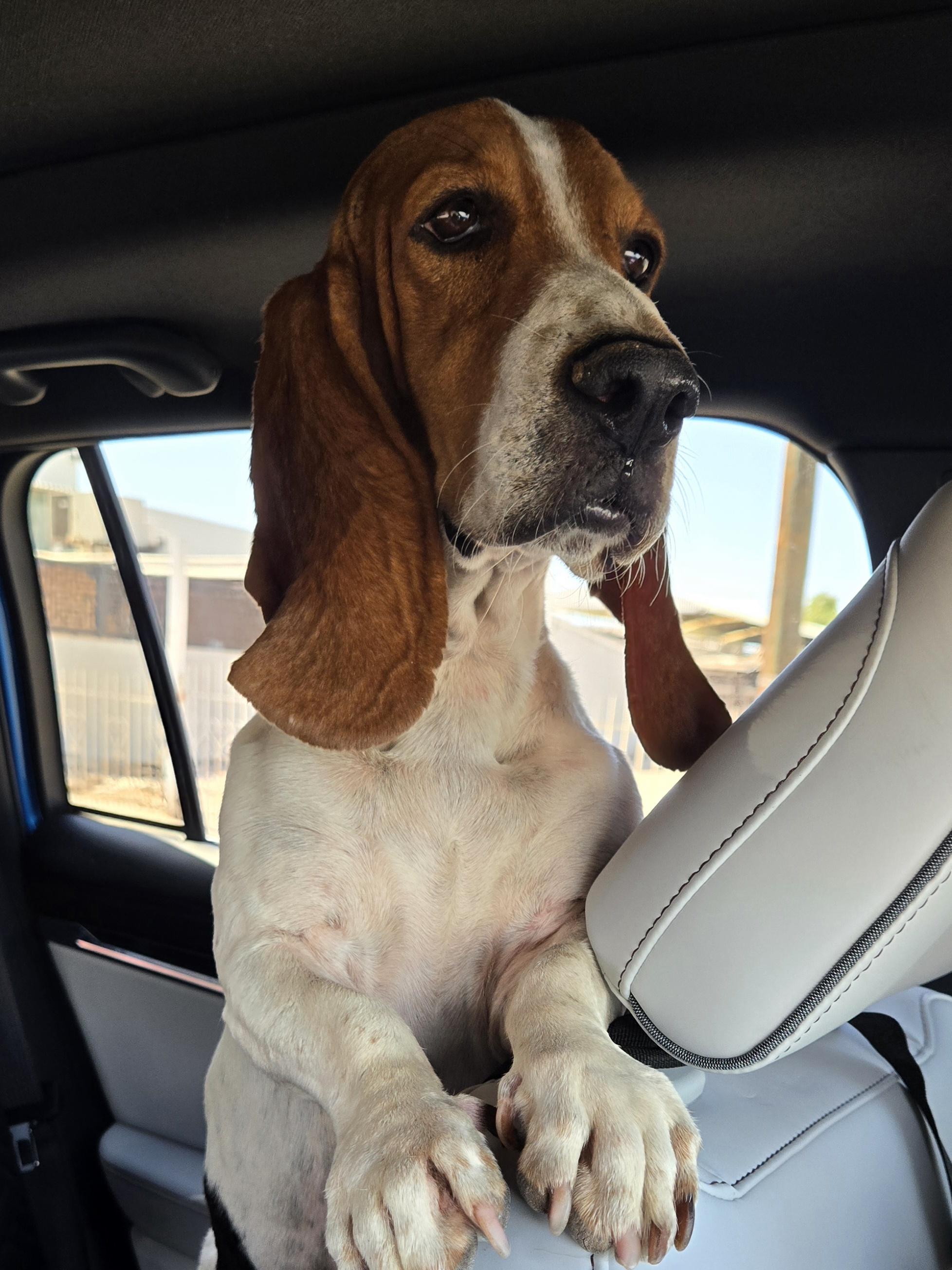 Igor, a Adopted Basset Hound in Santa Monica, CA image 3/5
