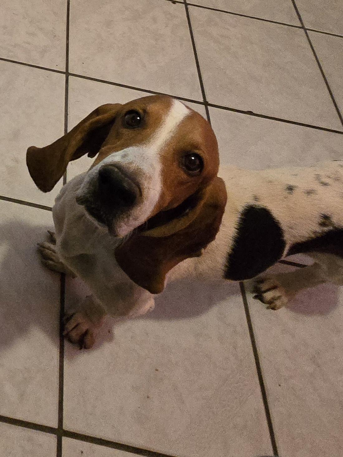 Igor, a Adopted Basset Hound in Santa Monica, CA image 4/5