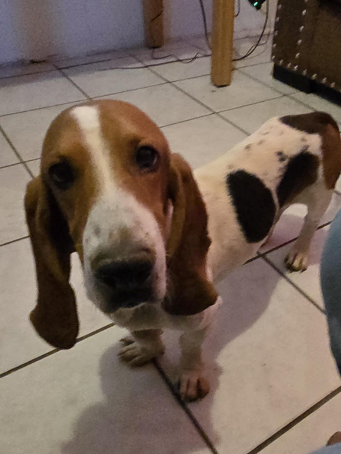 Igor, a Adopted Basset Hound in Santa Monica, CA image 1/5