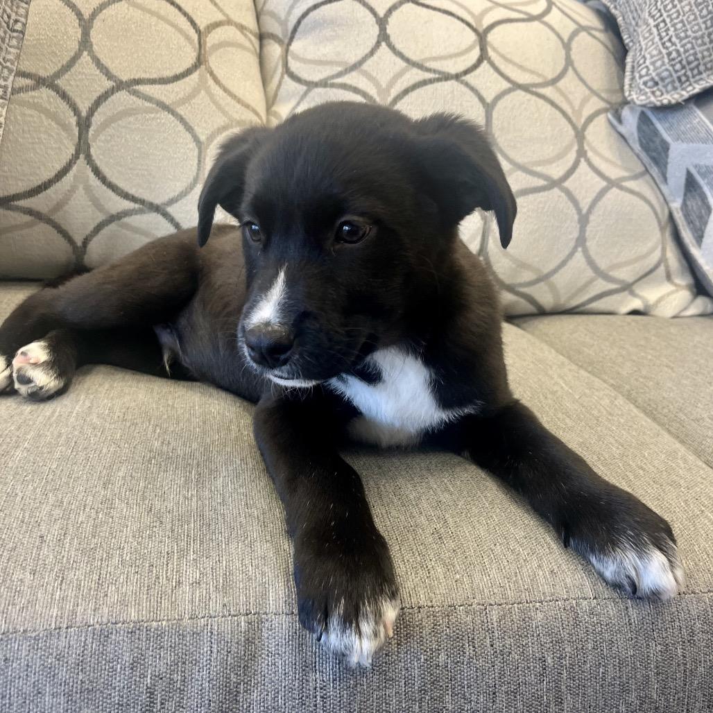 Enlarge Soy Sauce, a Adoptable Mixed Breed in Park City, UT image 1/6