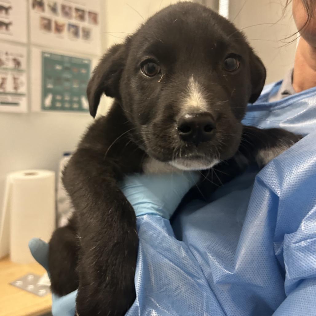 Soy Sauce, Adoptable, Puppy Male Mixed Breed.