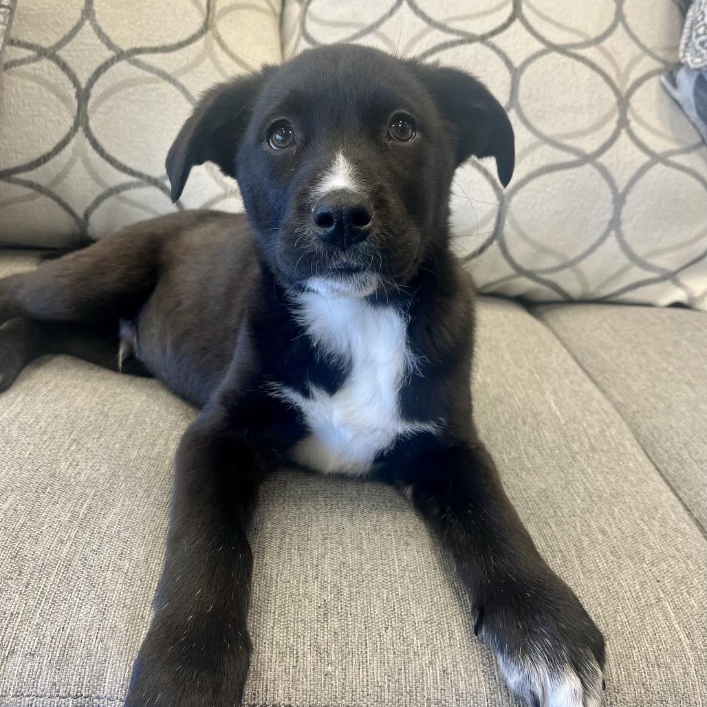 Enlarge Soy Sauce, a Adoptable Mixed Breed in Park City, UT image 3/6