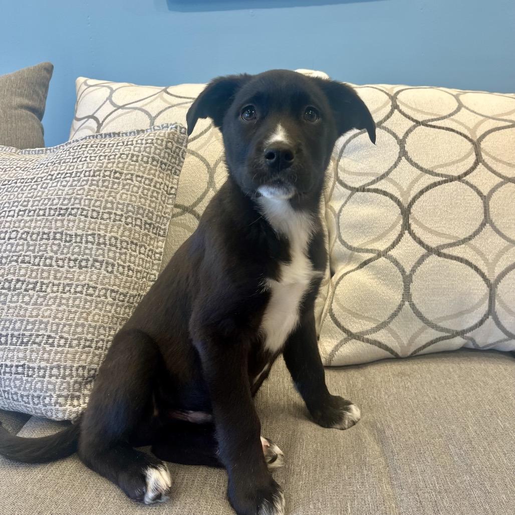 Enlarge Soy Sauce, a Adoptable Mixed Breed in Park City, UT image 4/6