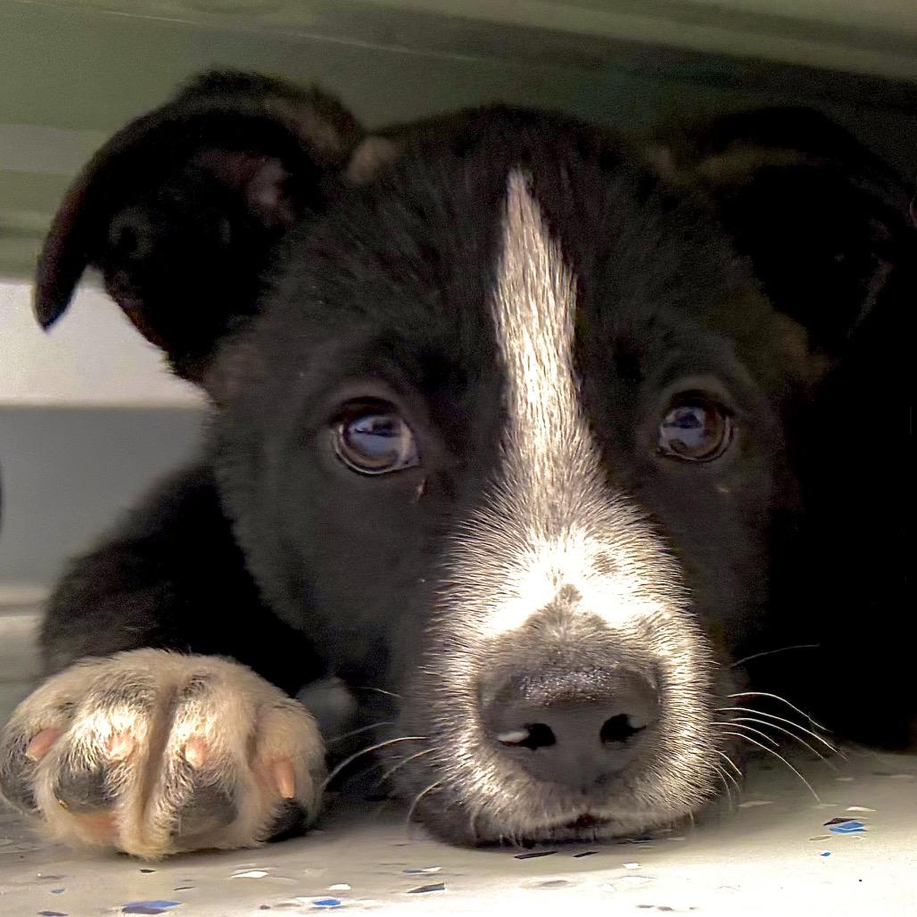 Enlarge Soy Sauce, a Adoptable Mixed Breed in Park City, UT image 2/2