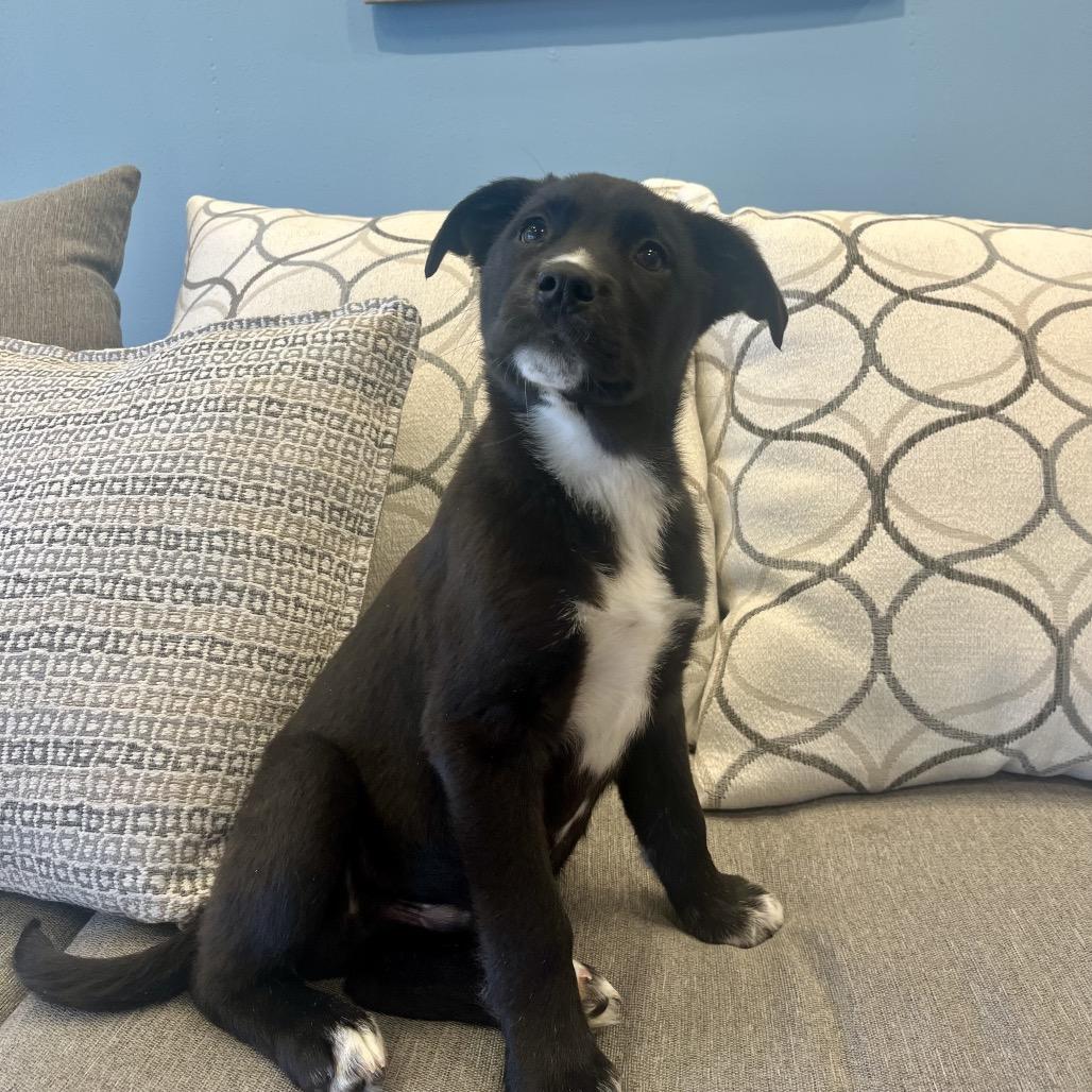 Enlarge Soy Sauce, a Adoptable Mixed Breed in Park City, UT image 5/6