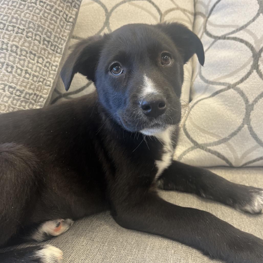 Enlarge Soy Sauce, a Adoptable Mixed Breed in Park City, UT image 6/6