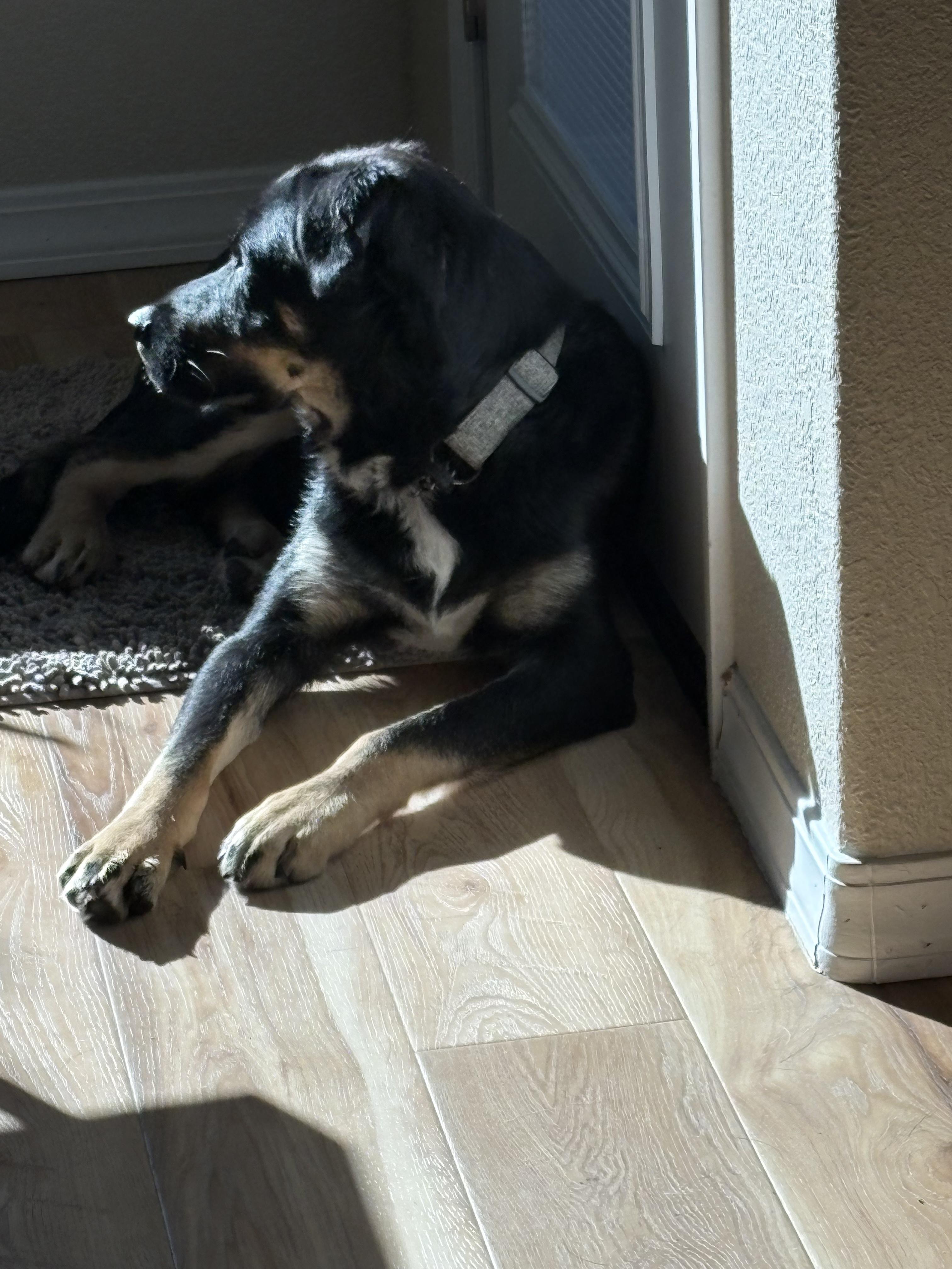 Enlarge Roscoe - Playful Boy (Courtesy Post), an adopted mixed breed in Arroyo Grande, CA image 3/6