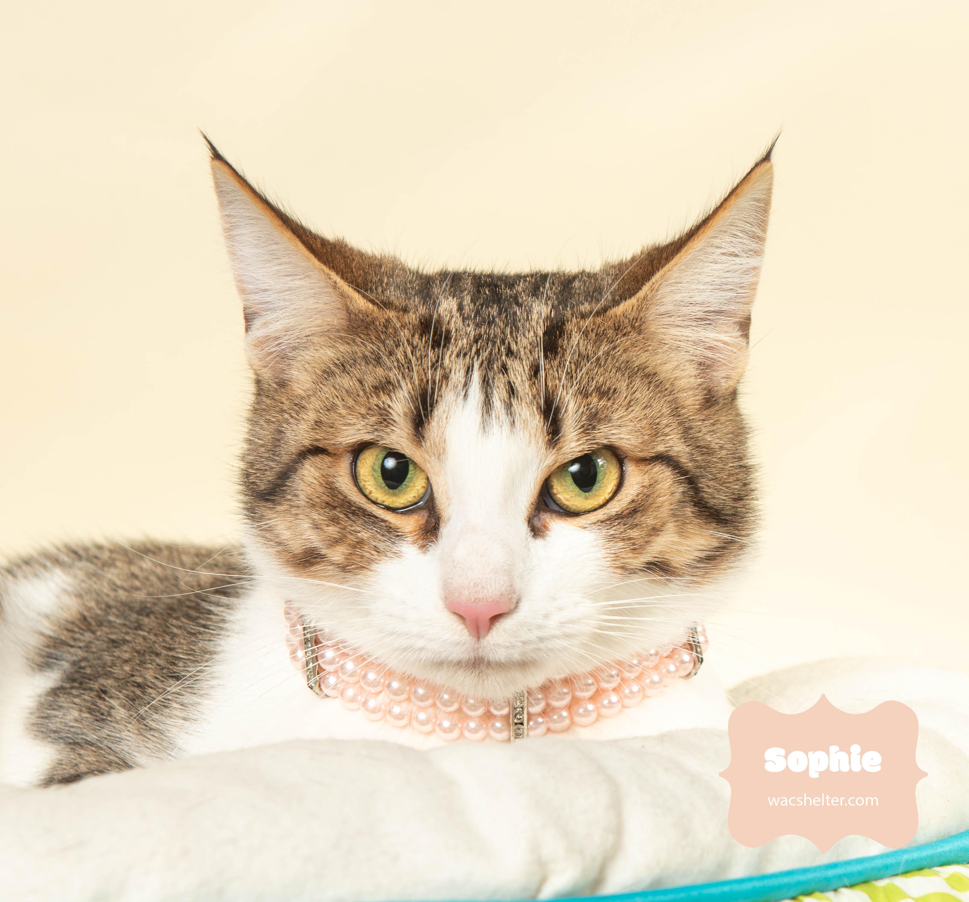 Enlarge SOPHIE , a ADOPTABLE Domestic Short Hair in Wyandotte, MI image 2/4