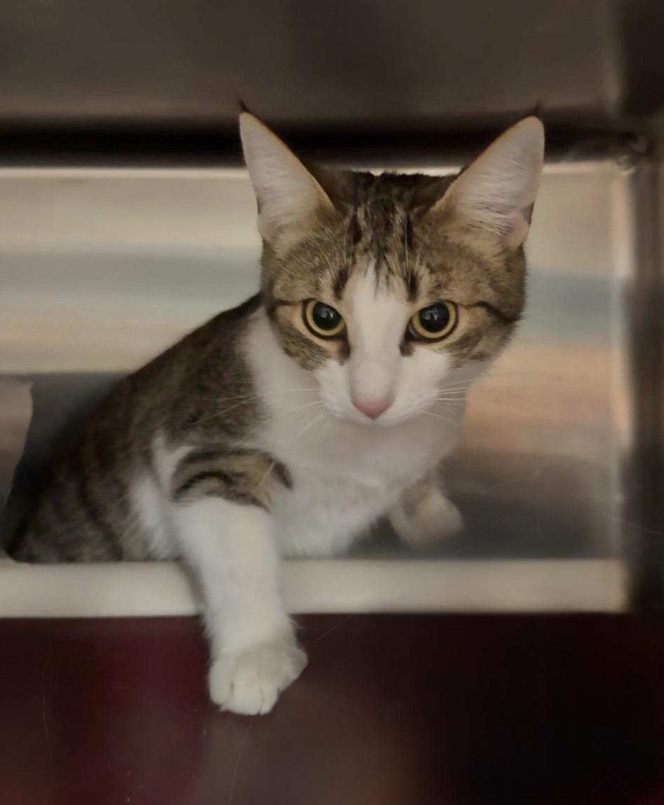Enlarge SOPHIE , a ADOPTABLE Domestic Short Hair in Wyandotte, MI image 4/4