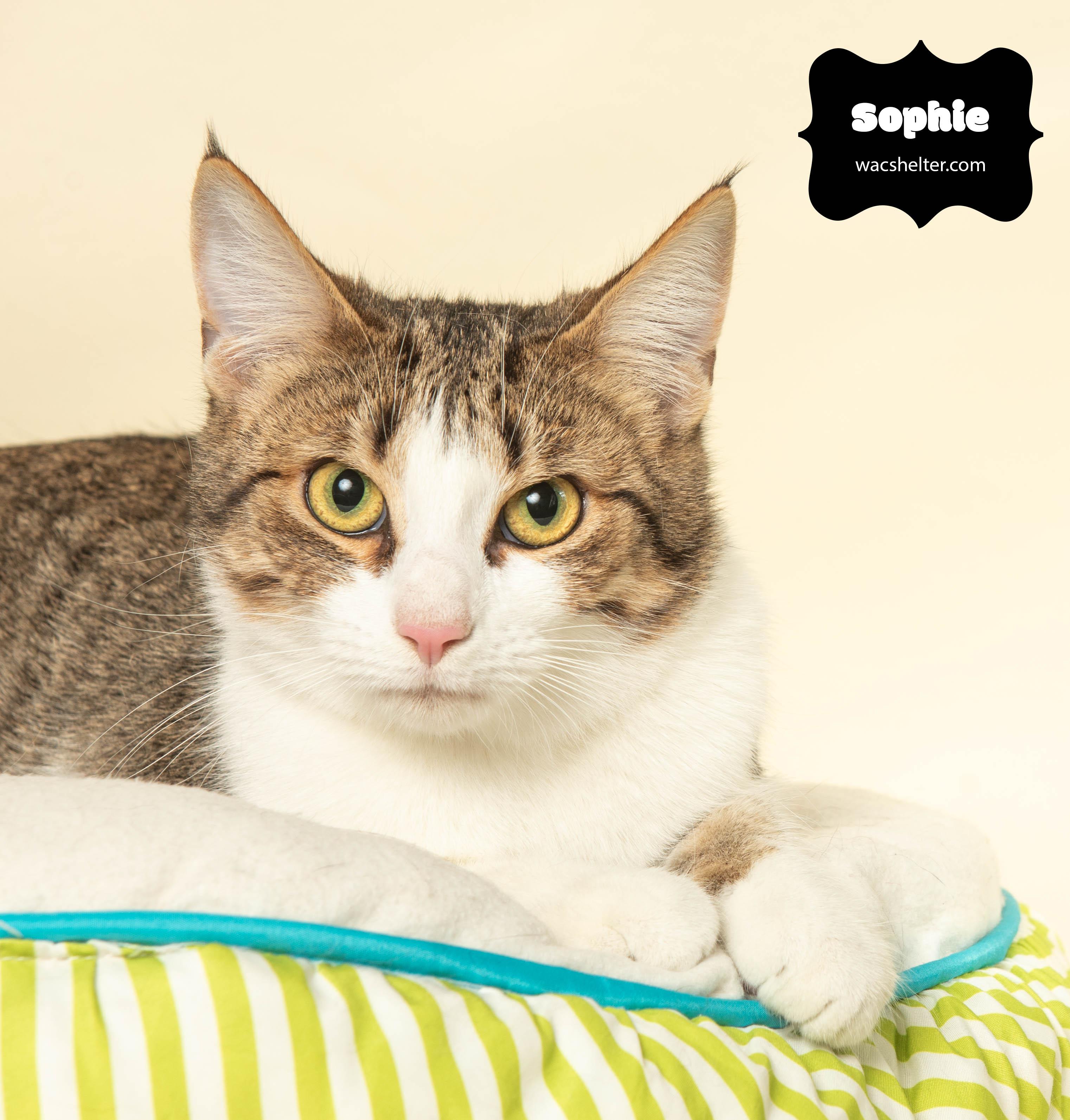 Enlarge SOPHIE , a ADOPTABLE Domestic Short Hair in Wyandotte, MI image 3/4