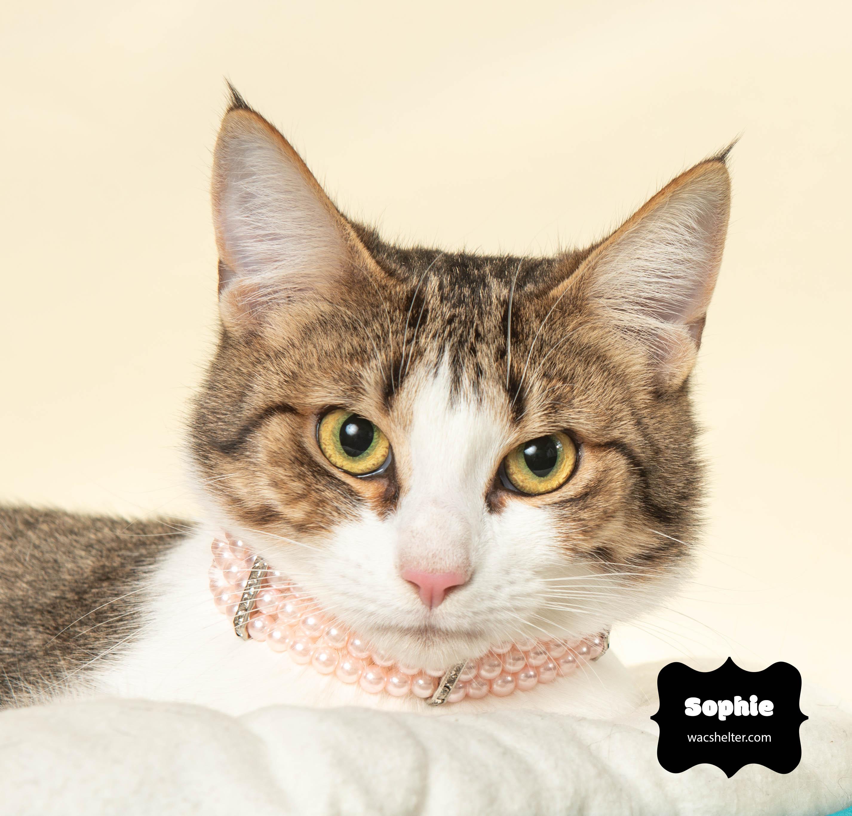 SOPHIE , ADOPTABLE, Young Female Domestic Short Hair.