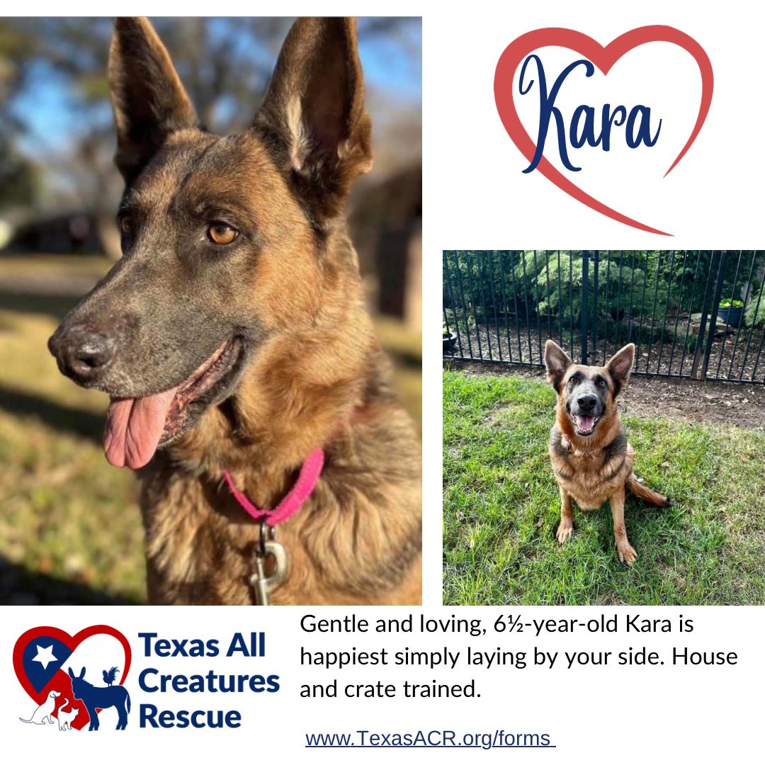 Kara, Adoptable, Adult Female German Shepherd Dog.