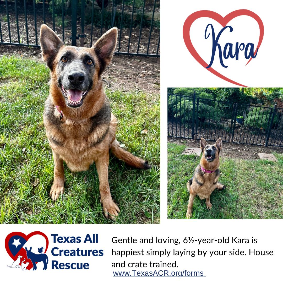 Enlarge Kara, a Adoptable German Shepherd Dog in Alvarado, TX image 1/1