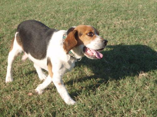 Charlie 2008, Adopted, Young Male Beagle.