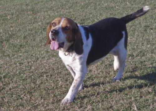 Charlie 2008, Adopted, Young Male Beagle.
