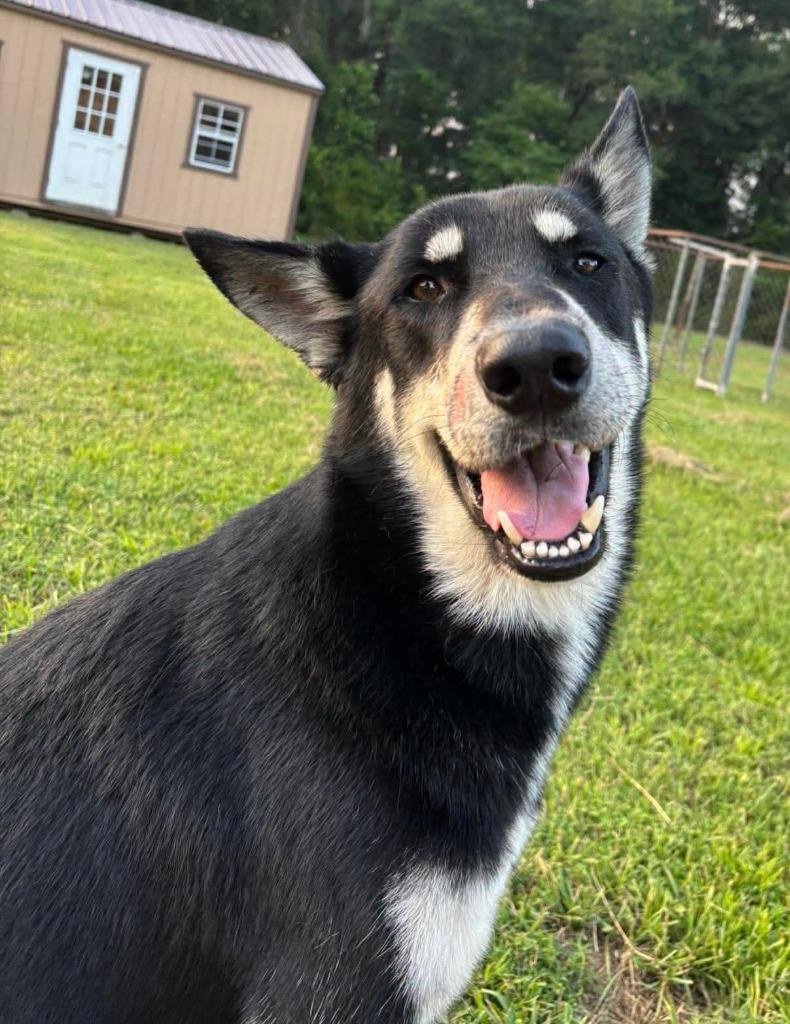 BUDDY, Adoptable, Young Male Husky & Shepherd.