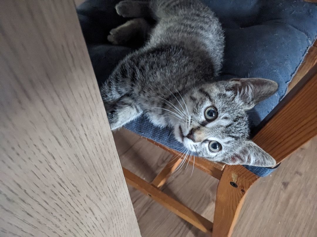 Enlarge Bungee *MUST BE ADOPTED WITH FLOSSIE OR AS A BUDDY, a Adopted Domestic Short Hair in Toronto, ON image 1/6