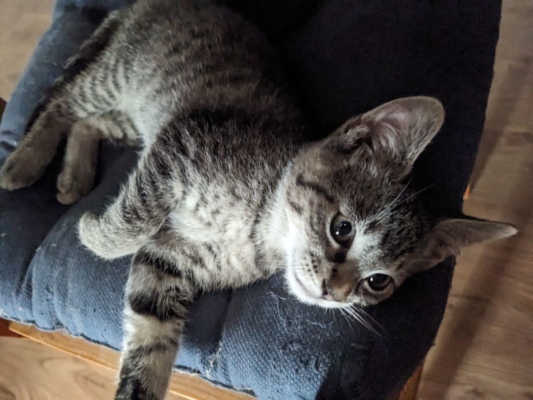 Enlarge Bungee *MUST BE ADOPTED WITH FLOSSIE OR AS A BUDDY, a Adopted Domestic Short Hair in Toronto, ON image 2/6