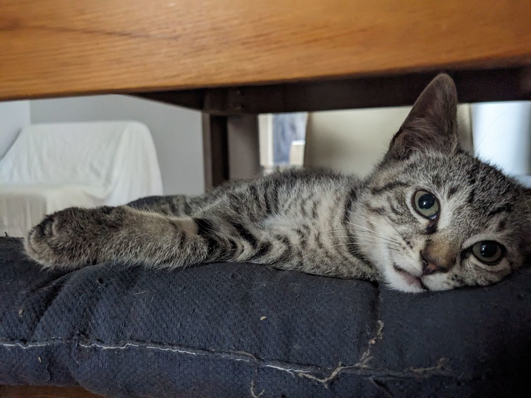 Enlarge Bungee *MUST BE ADOPTED WITH FLOSSIE OR AS A BUDDY, a Adopted Domestic Short Hair in Toronto, ON image 4/6