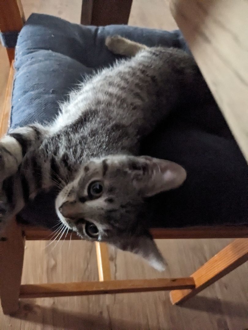 Enlarge Bungee *MUST BE ADOPTED WITH FLOSSIE OR AS A BUDDY, a Adopted Domestic Short Hair in Toronto, ON image 5/6