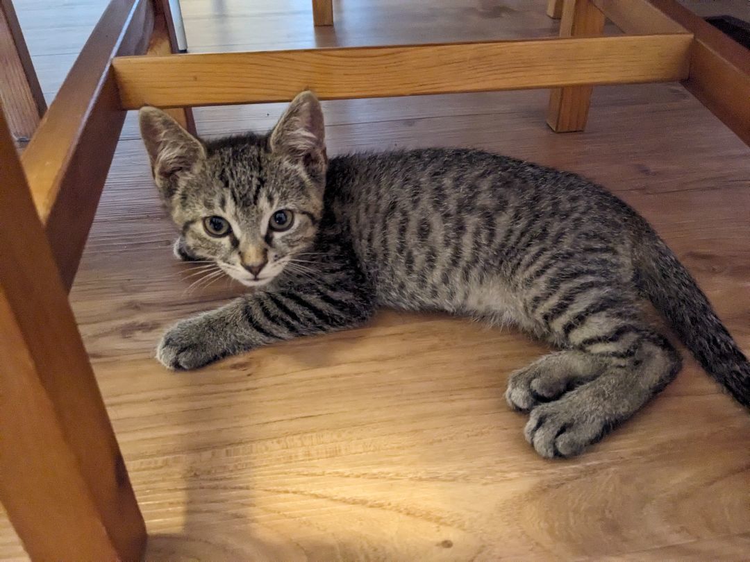 Enlarge Bungee *MUST BE ADOPTED WITH FLOSSIE OR AS A BUDDY, a Adopted Domestic Short Hair in Toronto, ON image 6/6