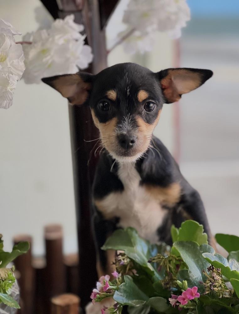 Enlarge Remi, a Adoptable mixed breed in Jefferson Hills, PA image 2/3
