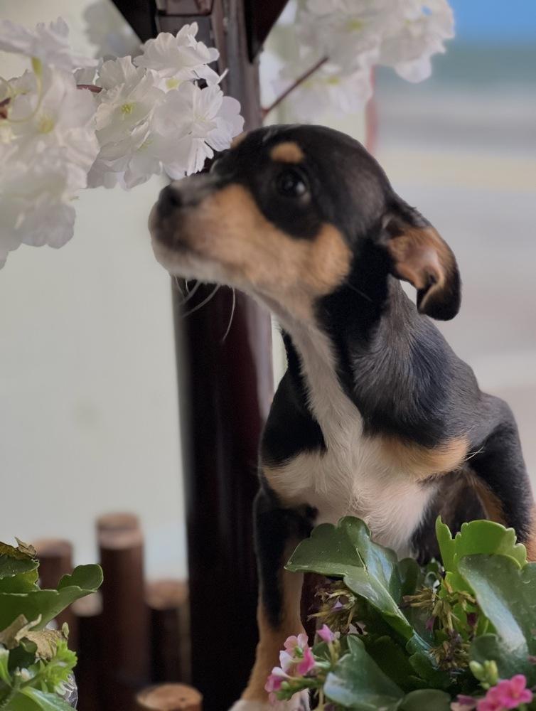 Enlarge Remi, a Adoptable mixed breed in Jefferson Hills, PA image 3/3