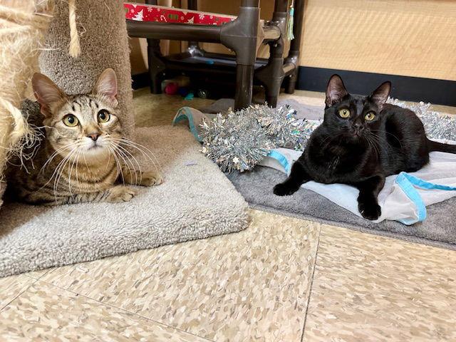 Enlarge Challah, a Adoptable Domestic Short Hair in Mission Viejo, CA image 1/3