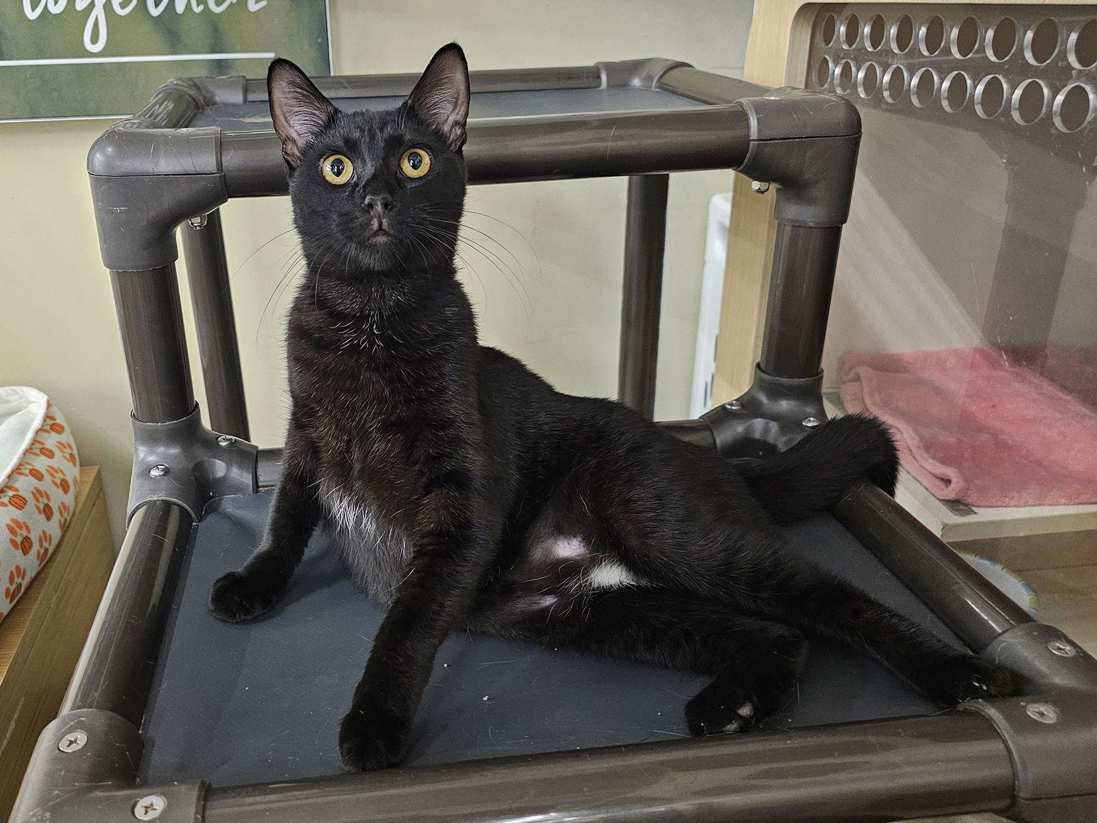 Enlarge Challah, a Adoptable Domestic Short Hair in Mission Viejo, CA image 1/3