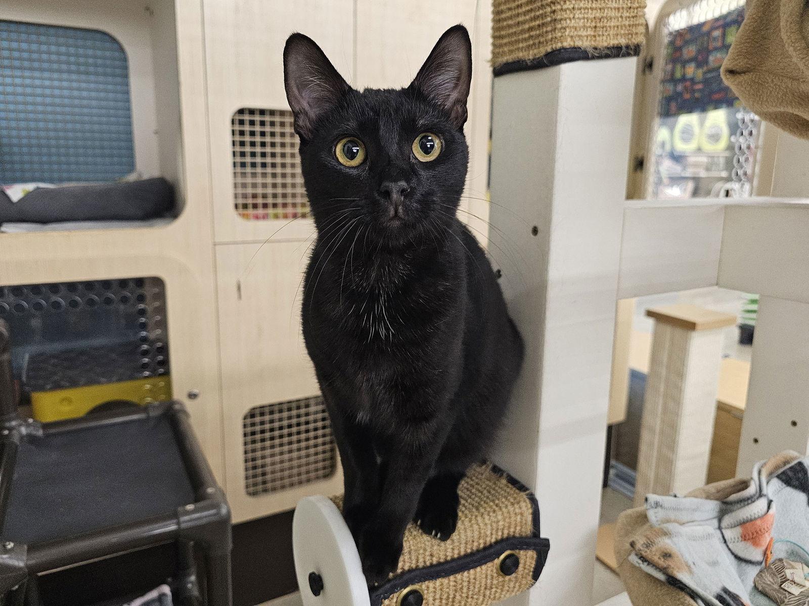 Enlarge Challah, a Adoptable Domestic Short Hair in Mission Viejo, CA image 2/3