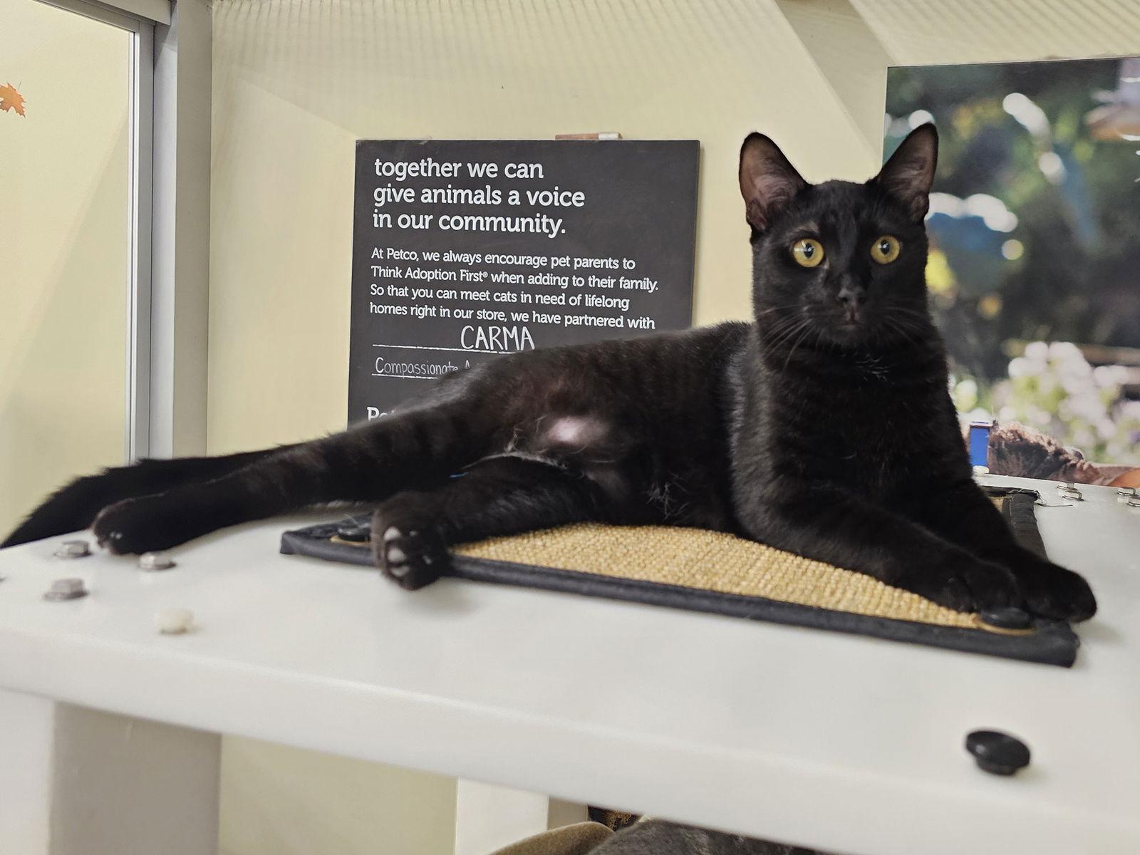 Enlarge Challah, a Adoptable Domestic Short Hair in Mission Viejo, CA image 3/3