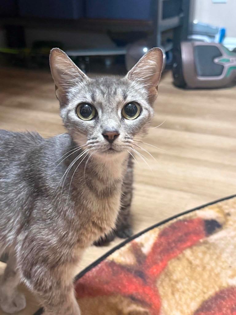 Sushi, Adoptable, Young Female Domestic Short Hair.