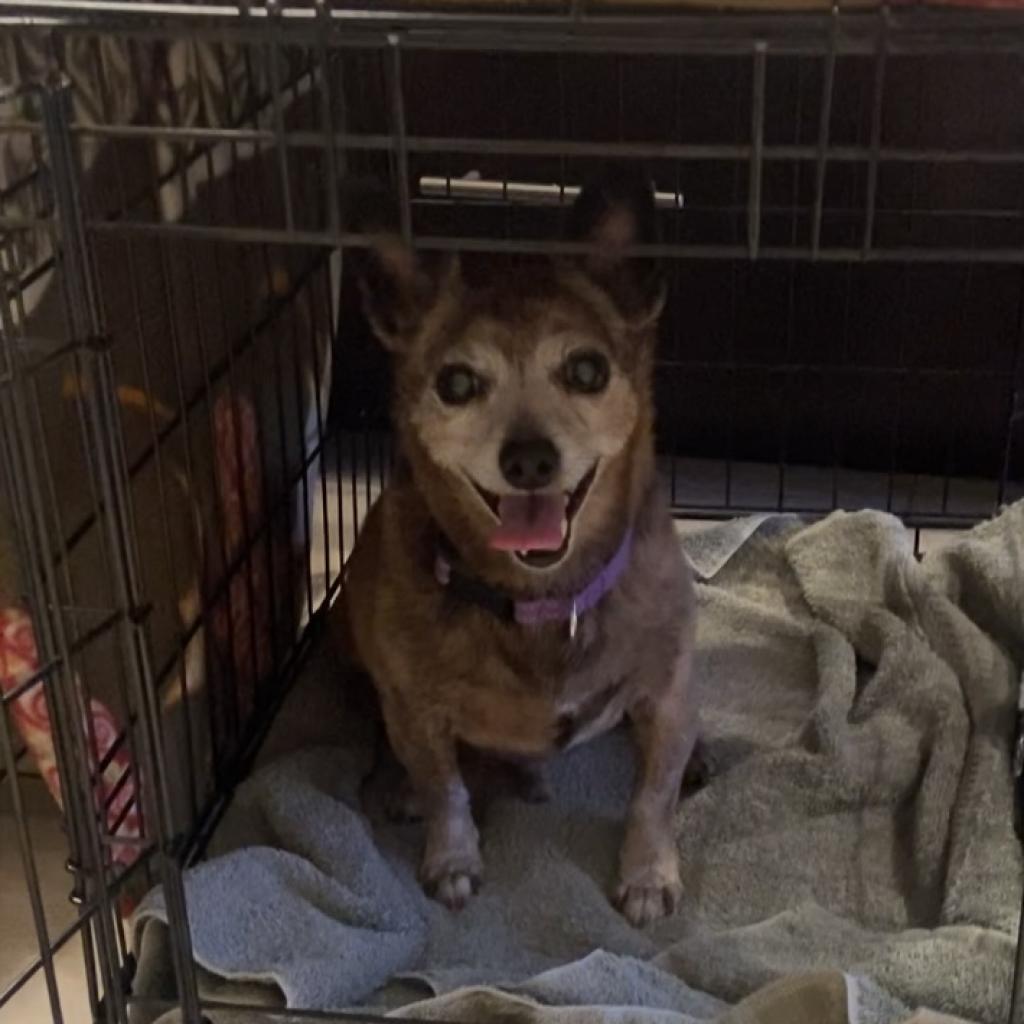 Enlarge Rico, a Adoptable Chihuahua in Pahrump, NV image 1/4