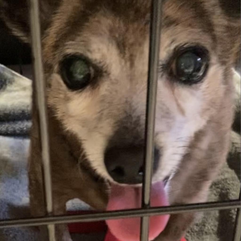 Enlarge Rico, a Adoptable Chihuahua in Pahrump, NV image 2/4