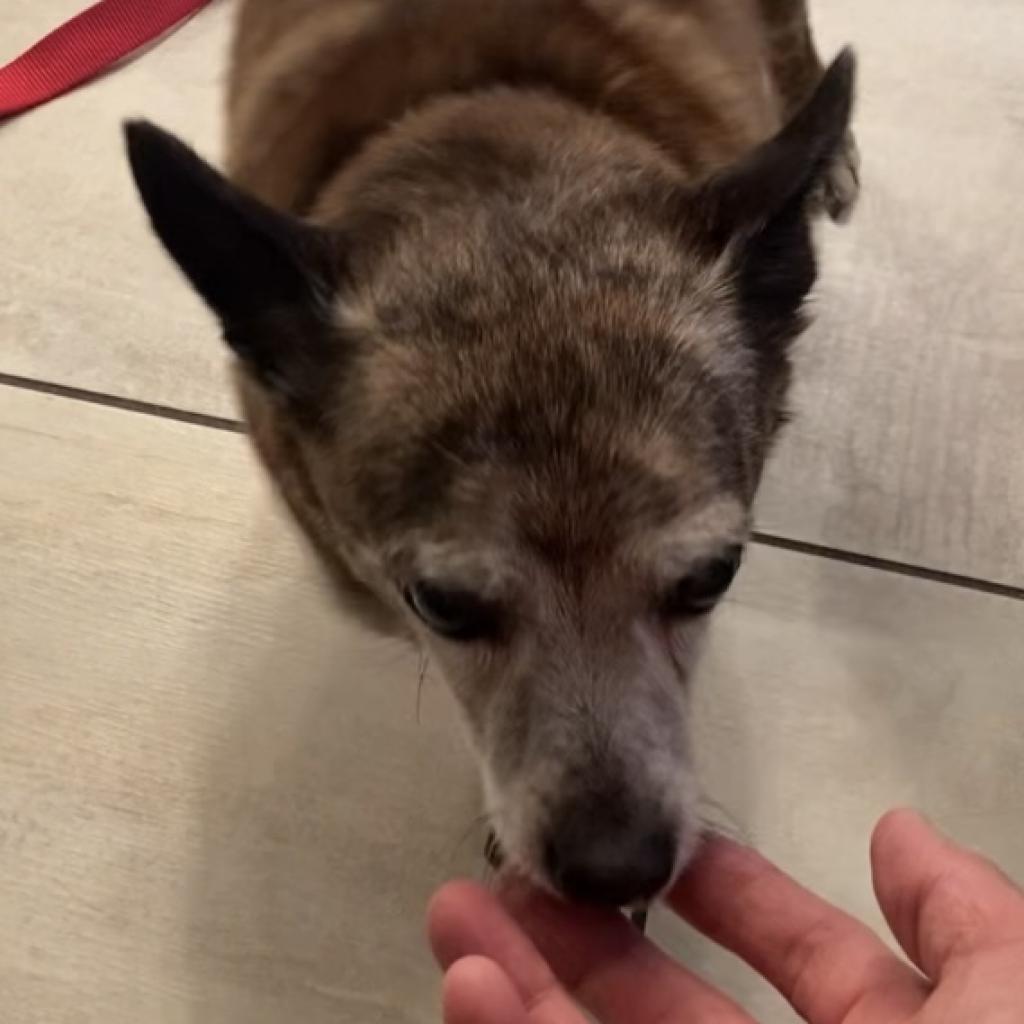 Rico — thumbnail 3