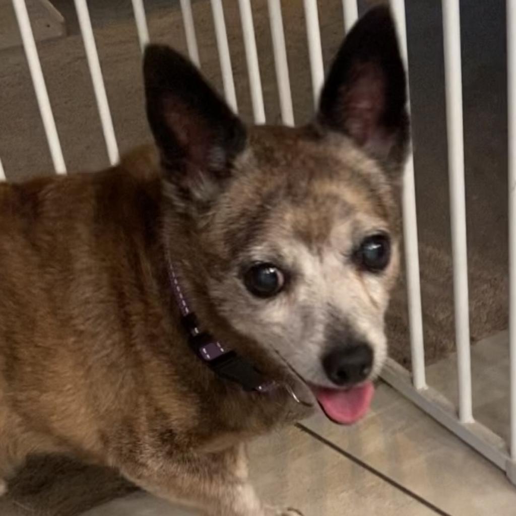 Enlarge Rico, a Adoptable Chihuahua in Pahrump, NV image 4/4