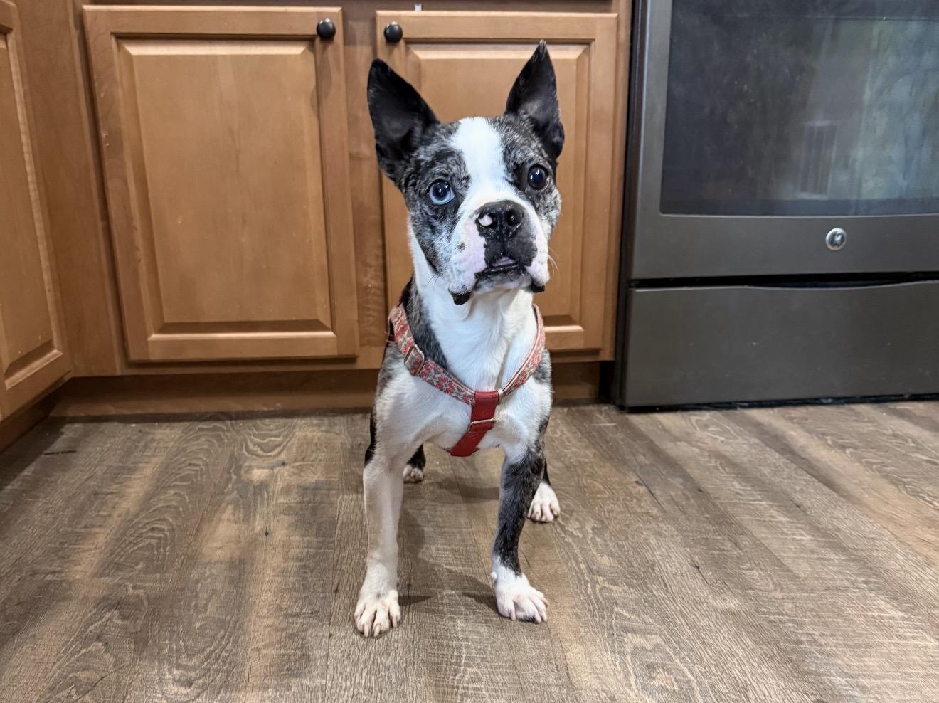 Cash, Adopted, Adult Male Boston Terrier & French Bulldog.