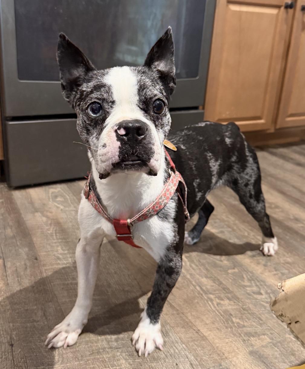 Enlarge Cash, a Adopted mixed breed in New Albany, OH image 2/3