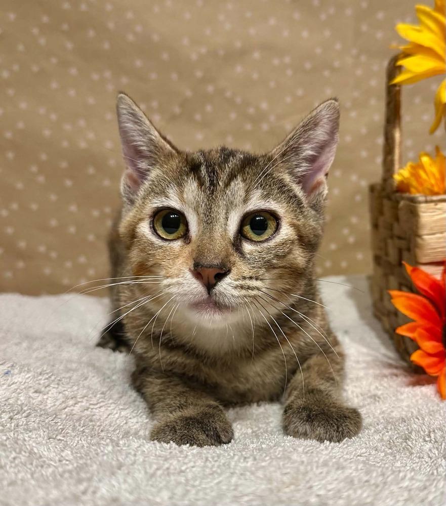 Enlarge Bet, a Adoptable mixed breed in Groveland, MA image 1/3