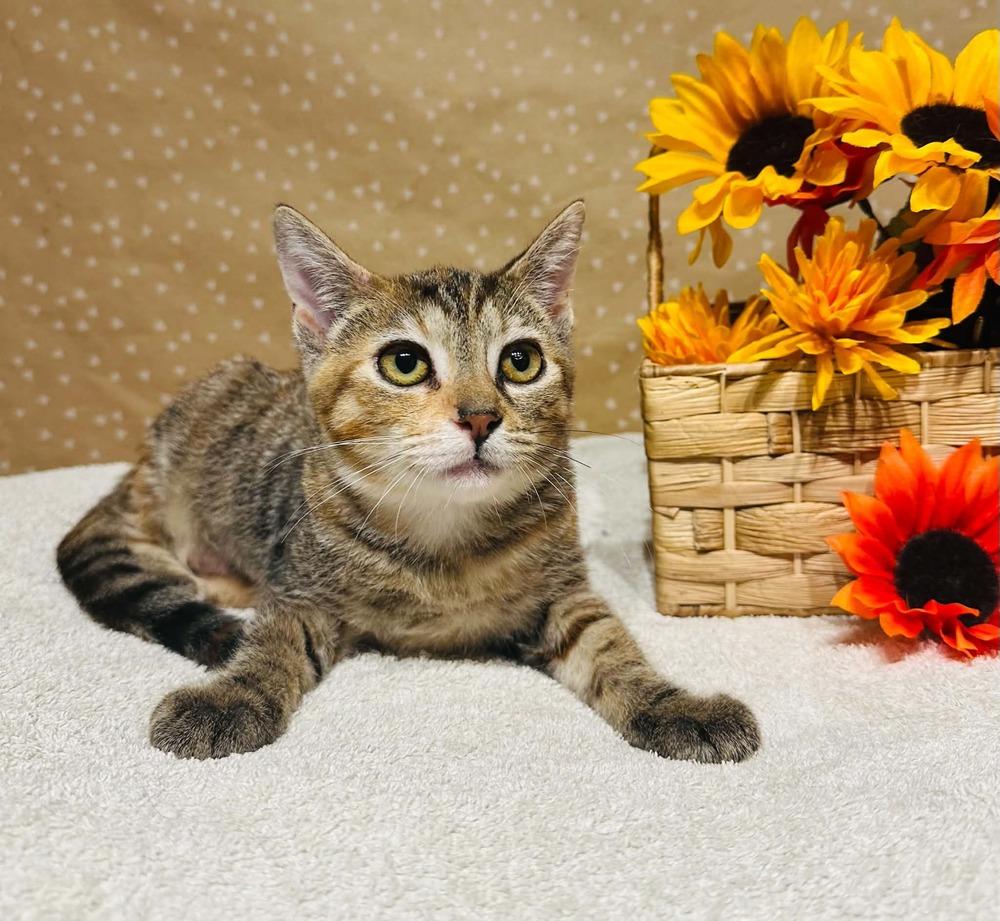 Enlarge Bet, a Adoptable mixed breed in Groveland, MA image 2/3